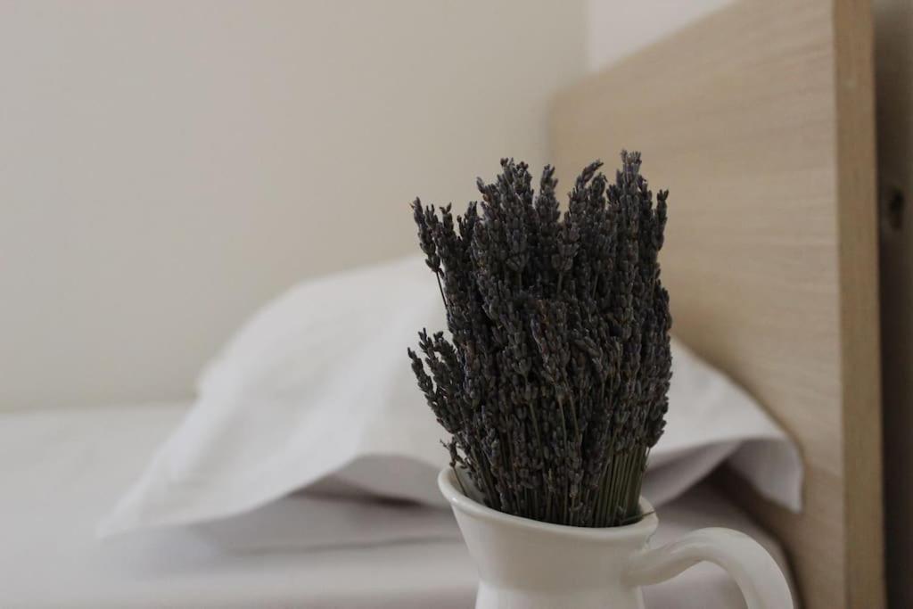 Lavandula Ring Tirana Zewnętrze zdjęcie