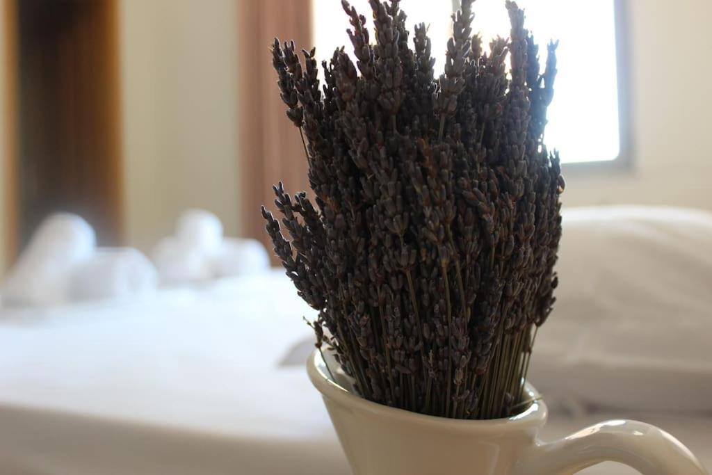 Lavandula Ring Tirana Zewnętrze zdjęcie