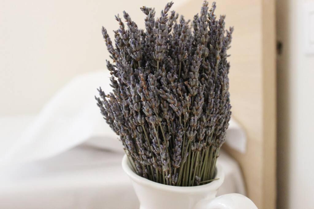 Lavandula Ring Tirana Zewnętrze zdjęcie